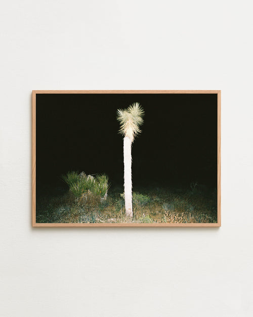 Joshua tree